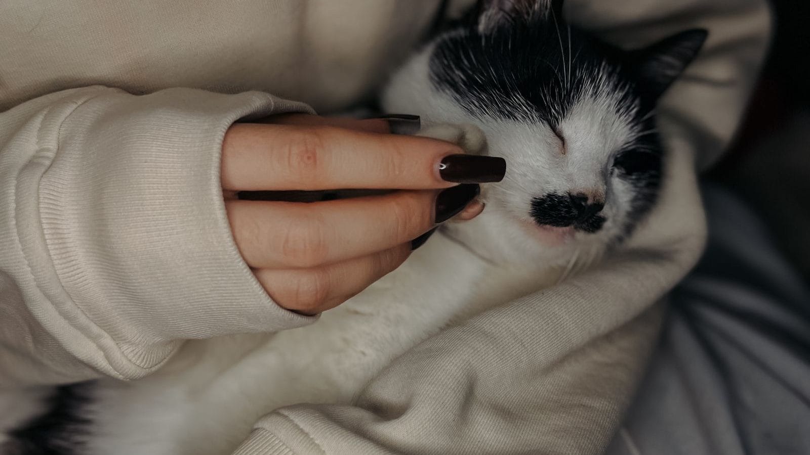 Gentle kitten being stroked